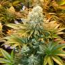 Качественные семена конопли Banana Punch feminised Ganja Seeds