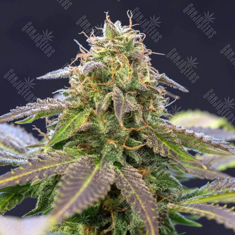 где заказать семена конопли Violator Kush feminised