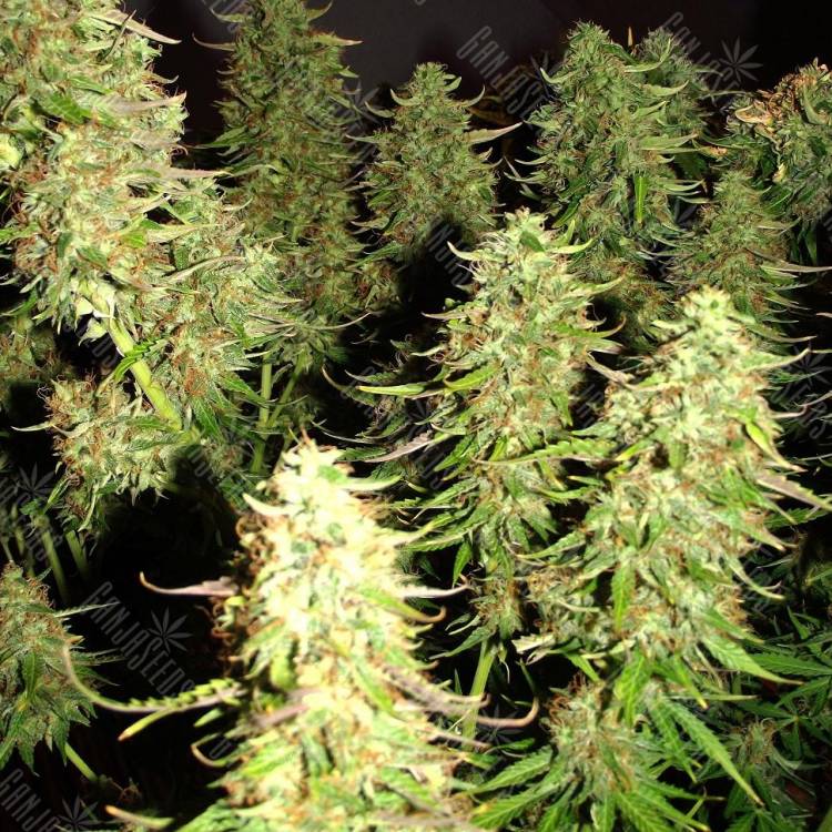 Auto Blue Critical feminised Dinafem Seeds Auto Blue Critical feminised Dinafem Seeds
