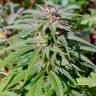 где можно заказать семена конопли в Питере Early Skunk regular Ganja Seeds где можно заказать семена конопли в Питере Early Skunk regular Ganja Seeds