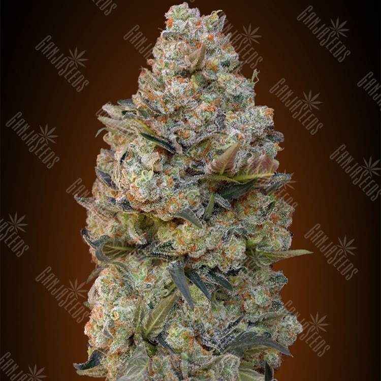семена конопли в оригинальных упаковках Chocolate Skunk feminised 00 Seeds семена конопли в оригинальных упаковках Chocolate Skunk feminised 00 Seeds