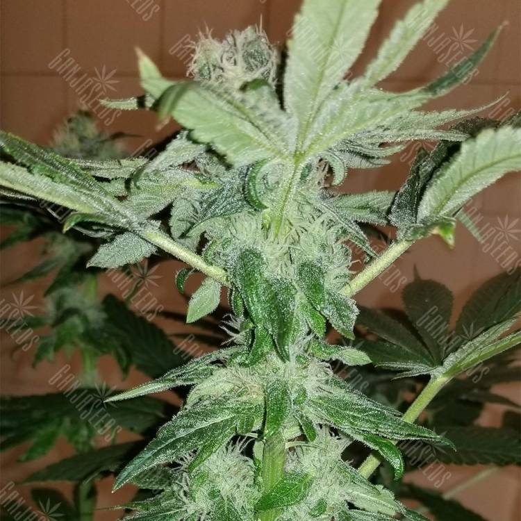 заказ семян конопли CBD Critical Cure feminised Barneys Farm