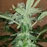заказ семян конопли CBD Critical Cure feminised Barneys Farm
