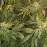 семена конопли наложенным платежом CBD Critical Cure feminised Barneys Farm