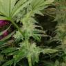 где заказать семена конопли CBD Critical Cure feminised Barneys Farm
