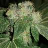 семена конопли почтой CBD Critical Cure feminised Barneys Farm