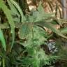 заказать качественные семена конопли CBD Critical Cure feminised Barneys Farm