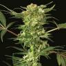 семена конопли элитных сортов Devil Kush regular Exotic Seed семена конопли элитных сортов Devil Kush regular Exotic Seed