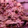 семена конопли Москва Dutch Kush feminised Paradise Seeds