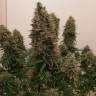 семена конопли индика Dutch Kush feminised Paradise Seeds