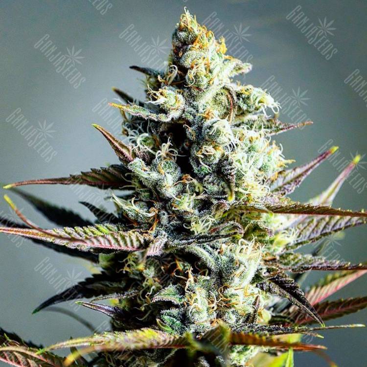 Семена конопли Critical Kush feminised Ganja Seeds Семена конопли Critical Kush feminised Ganja Seeds