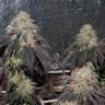 семена конопли для выращивания Bubba Kush feminised