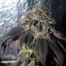 семена конопли марихуаны Bubba Kush feminised