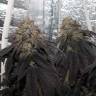 семена конопли элитных сортов Bubba Kush feminised