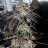 семена конопли аутдор Bubba Kush feminised