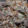 семена конопли гидропоники Bubba Kush feminised