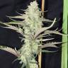 семена конопли курьером GH Cheese feminised Green House Seeds