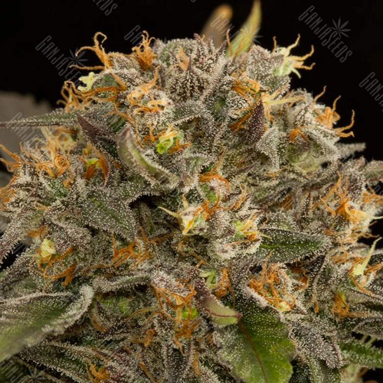 Заказать в России Auto Blue Kush feminised Заказать в России Auto Blue Kush feminised