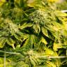 семена конопли недорого Era regular Ganja Seeds семена конопли недорого Era regular Ganja Seeds