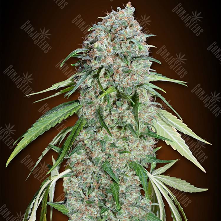 семена конопли медицинской Chocolate Skunk CBD feminised 00 Seeds семена конопли медицинской Chocolate Skunk CBD feminised 00 Seeds