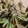 семена конопли для курения Gorilla Breath feminised Humboldt Seeds