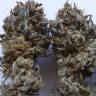 семена конопли марихуаны Gorilla Breath feminised Humboldt Seeds