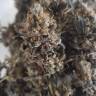 семена конопли элитных сортов Gorilla Breath feminised Humboldt Seeds