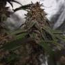семена конопли в интернете Gorilla Breath feminised Humboldt Seeds