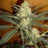 заказ семян конопли Спб Galaxy feminised Pyramid Seeds