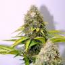 где заказать семена конопли O.G. Kush feminised Royal Queen где заказать семена конопли O.G. Kush feminised Royal Queen