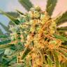 Семена марихуаны Freddy's Best feminised Ganja Seeds Семена марихуаны Freddy's Best feminised Ganja Seeds