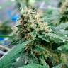 Качественные семена конопли Auto Jack 47 feminised Ganja Seeds