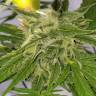 качественные семена конопли Auto Bubble Gum feminised Ganja Live Seeds качественные семена конопли Auto Bubble Gum feminised Ganja Live Seeds